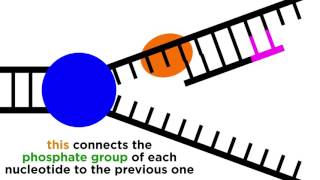 DNA Replication Copying the Molecule of Life [upl. by Atirres]