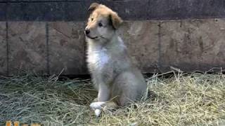 Ambient Puppies Puppy Tales DVD Trailer [upl. by Arymahs610]