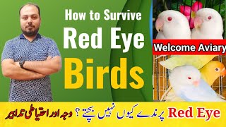 How to Survive Red eyes Birds Chicks  Albino Creamino Pale fallow Dun fallow  Welcome Aviary [upl. by Lyndsie]