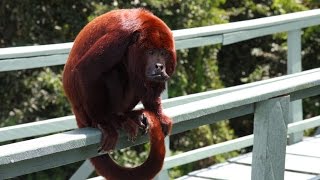 Обезьяны Ревуны Амазонка Бразилия Howler monkeys Amazon Brazil القرود هولير الأمازون، البرا [upl. by Chap940]