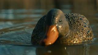 Battleship Swimmer PRO Mallard Hen Stand Up Video [upl. by Letrice625]