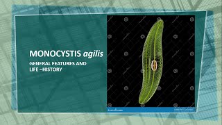 Monocystis agilis  General features and life history ias ncert biology protozoa neet [upl. by Nosrettap265]