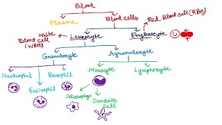 Types of White blood Cells Types of Blood Cells  Leukocytes and Erythrocytes [upl. by Ute933]