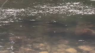 Sight Fishing Atlantic Salmon with Dry Flies [upl. by Stanhope]