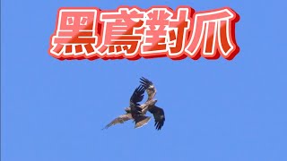 黑鳶對爪窗外鳥世界Milvus migrans2023年9月25日 [upl. by Arelus]