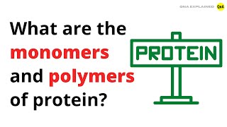 What are the monomers and polymers of protein  QnA Explained [upl. by Stag51]