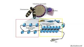 Differences between EUCHROMATIN and HETEROCHROMATIN [upl. by Keyes278]