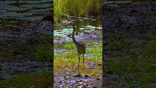 Heron Pooping [upl. by Ardnasyl]