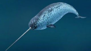 Narwhal real sound [upl. by Clarita]