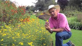 Dr A on Coreopsis verticillata [upl. by Luigi]