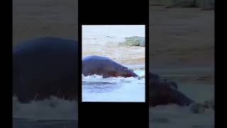 hippopotamus vs crocodile🐊 who is gonna be the king funny wildlife animals gistalways duet [upl. by Eesac]