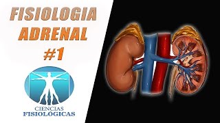 Fisiologia de las Glandulas Suprarrenales 1 [upl. by Gonzalez]