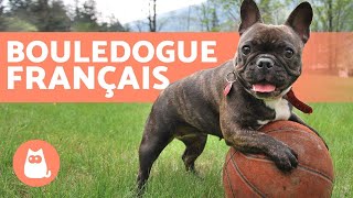 Bouledogue français  Éducation et soins [upl. by Yecram]