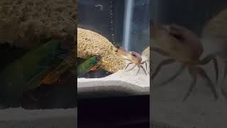 Mantis Shrimp VS Big Crab 😱 [upl. by Yhtak]