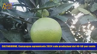 Caltagirone Campagna agrumicola 2024 e cartelle esattoriali emesse dai Consorzi di bonifica [upl. by Banky]