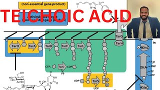 Teichoic acid microbiology csir lifescience [upl. by Henni891]