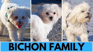 All Bichon Dog Breeds  Bichon Family [upl. by Schechter239]