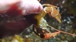 A cool crawfish I found at a creek near my place [upl. by Mackenzie]