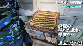 【日本蜜蜂】…庭先養蜂 同級生の、重箱式巣箱の採蜜。糖度が…調べた中で過去１でした。 [upl. by Block]