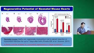 Cardiomyocyte Cell Cycle amp Regeneration [upl. by Maunsell]