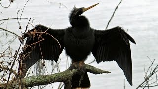 Anhinga SnakeBird Calls FYV [upl. by Nowahs]