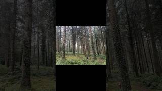 Todays Devon forest dog walk in 60 seconds [upl. by Inaj425]