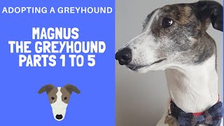 Adopting A Greyhound  Magnus Episodes 15 [upl. by Uund729]