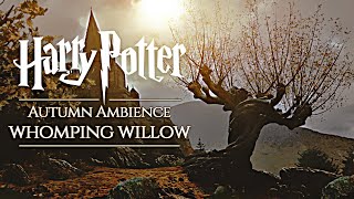 Hogwarts Autumn 🍂 Whomping Willow ◈ Harry Potter inspired Ambience ◈ Rain Showers amp Soft Music [upl. by Ellie104]