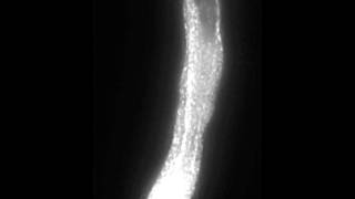 Polar Cell Growth Machinery in Pollen Tubes Supplemental Video 3 [upl. by Boucher858]