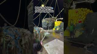 Buhay na Buhay🐟 seamangingisda fishing seafood tunapilot pacifictunafishing ytshortsvideo [upl. by Rora]