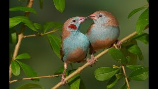 Cordonbleu à joue rouge Astrild ondulé Serin du Mozambique et Pape de Nouméa Chez un particulier 🐦 [upl. by Sparrow]