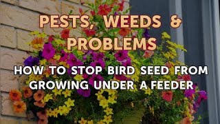 How to Stop Bird Seed From Growing Under a Feeder [upl. by Placida]