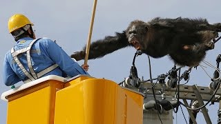 Wild Chimpanzee Chase in Japan [upl. by Kegan213]