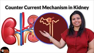 Counter Current Mechanism in Kidney Physiology [upl. by Enilarak]