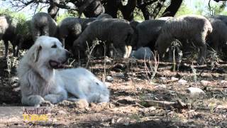 AgriLife Extension offers new livestock guardian dog publication [upl. by Lander636]