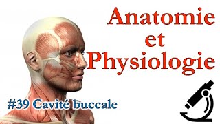 Anatomie et Physiologie  39 Cavité buccale [upl. by Griffiths]