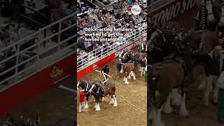 Budweiser Clydesdales get tangled at San Antonio rodeo  USA TODAY Shorts [upl. by Raffaj357]