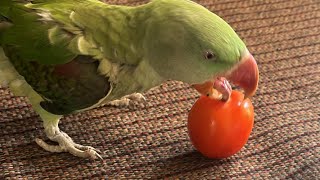 ★SSMM★ is live Tomato 🍅 Parrot 🦜Breakfast Favourite Breakfast 🤗 [upl. by Conlen]