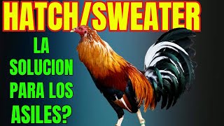 SWEATERHATCH POR QUE DEBERIAS HACER ESTA CRUZA [upl. by Leif894]