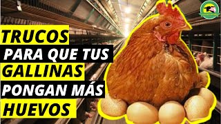 🔴TRUCOS Para Que Tus GALLINAS PONGAN Más HUEVOS🥚Huevos Diariamente [upl. by Nawrocki]