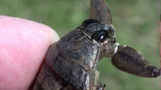 Giant Water Bug Belostomatidae Lethocerus americanus Closeup of Head and Mouth [upl. by Aramak]