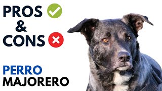 Perro Majorero Dog Pros and Cons  Majorero Dog Advantages and Disadvantages [upl. by Virnelli]