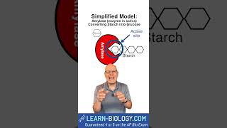 How do Enzymes Work SIMPLE ExplanationDemonstration with Amylase cellularrespiration enzymes [upl. by Copeland]