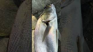 Solid Jewfish fishing sydneyfishing mulloway flathead [upl. by Blanding]