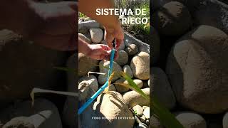 INSTALACIÓN RIEGO AUTOMÁTICO 💧🌱 paso a paso Sistema por Goteo y Micro Aspersores [upl. by Keiryt808]