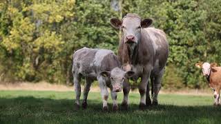 Simmentals Calving at 2 [upl. by Endys]