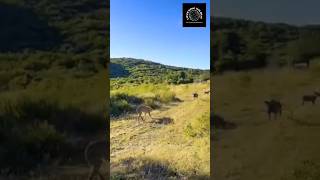 Angry Warthog attacks Cheetahs in Epic Wildlife Encounter epicwildlife [upl. by Rhianon83]