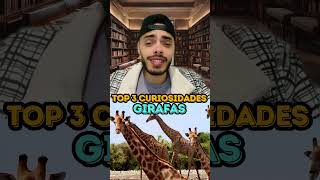 GIRAFAS  TOP 3 CURIOSIDADES [upl. by Petty]