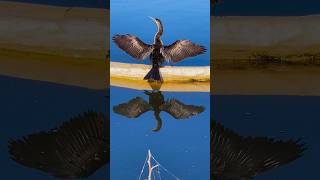 Anhinga’s Elegant WingDrying animalvideos animal bird [upl. by Kenlee555]