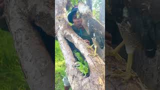 A man catch beauty parrots on a nest part 04 nightparrot superbparrot swiftparrot parrotlet [upl. by Johny]